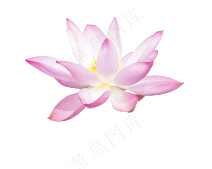 盛开美丽荷花(2048X2048(DPI:300))