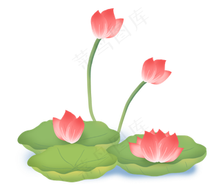 荷花花朵叶子荷叶植物芙蓉