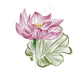 盛开的荷花和荷叶免抠创意插图