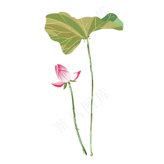 单支荷花单支荷叶图案