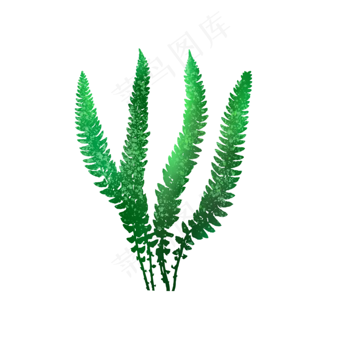 蕨类植物叶子(2000X2000(DPI:150))psd模版下载