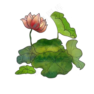 夏季荷花手绘莲花