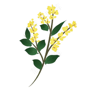 中药连翘实物插图免抠