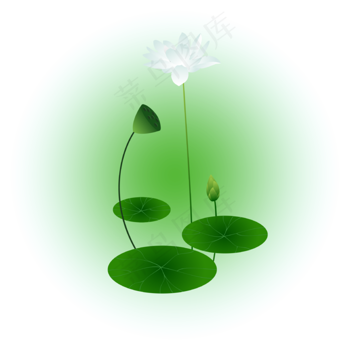 夏日荷花清新精美