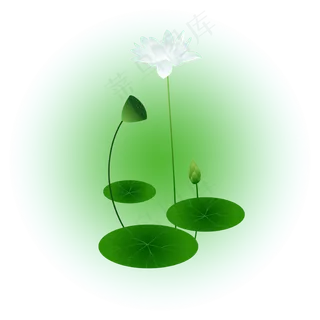 夏日荷花清新精美