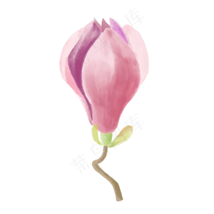 手绘植物花卉粉红色水彩玉兰花花(3000X3000(DPI:300))psd模版下载