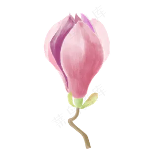 手绘植物花卉粉红色水彩玉兰花花