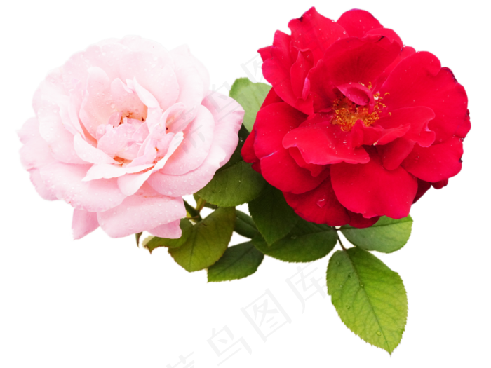 月季花粉月季(4000*3000px 300 dpi )