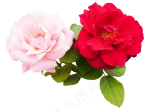 月季花粉月季