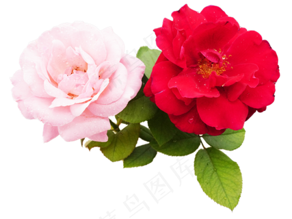 月季花粉月季 月季花粉月季
