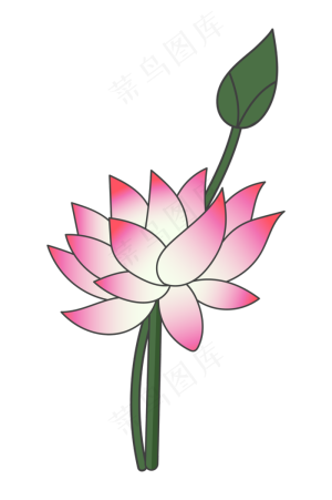 粉色莲花盛开