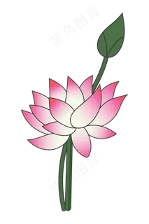 粉色莲花盛开 粉色莲花盛开