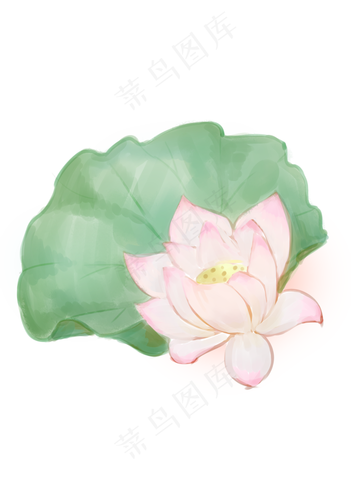 手绘夏日荷花PNG下载