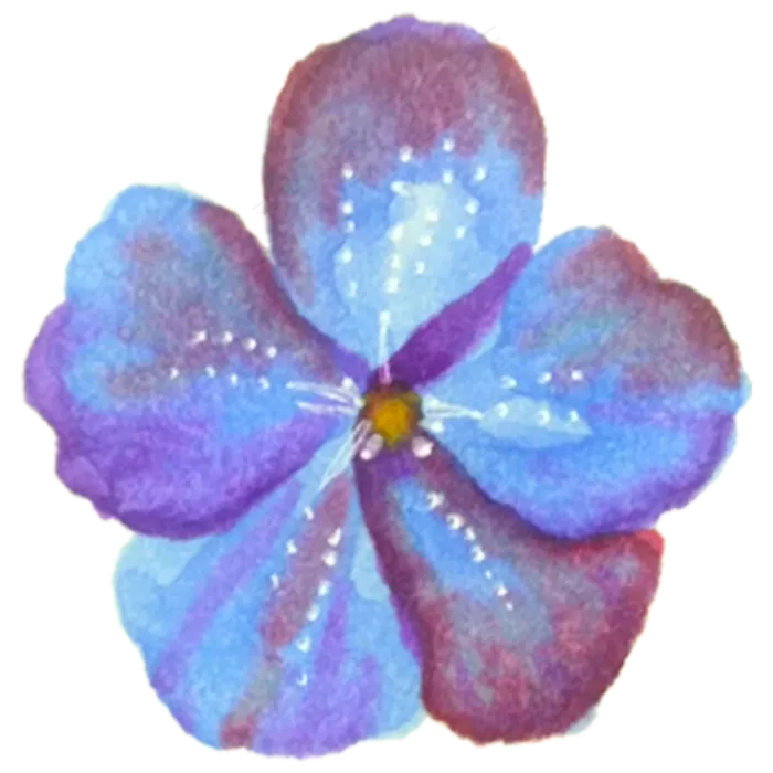 蓝紫色五瓣花免抠图(2000X2000(DPI:300))psd模版下载