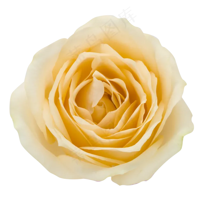 香槟玫瑰花朵(2000X2000(DPI:300))