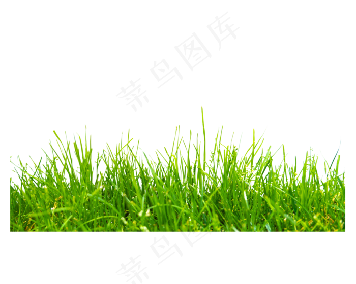 小花小草植物(5000*4000px 300 dpi )