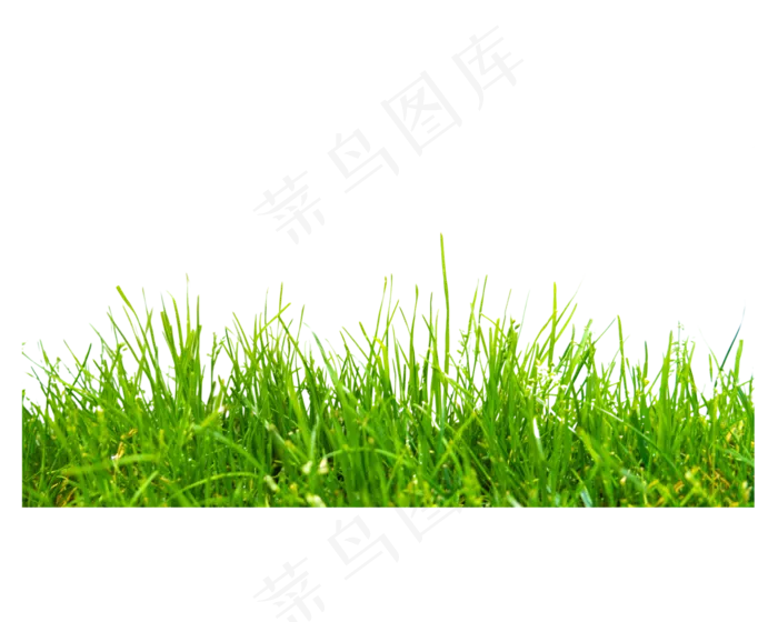 小花小草植物(5000*4000px 300 dpi )