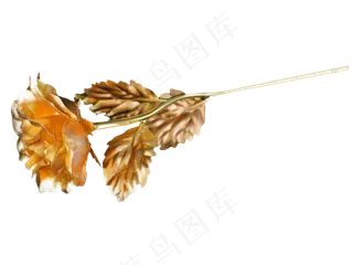 情人节礼物金玫瑰