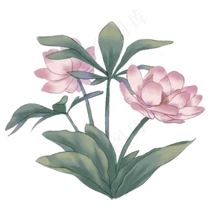 中国古风手绘花卉荷花