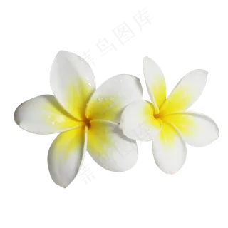 夏威夷鸡蛋花 夏威夷鸡蛋花