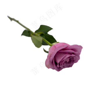 单枝紫色玫瑰