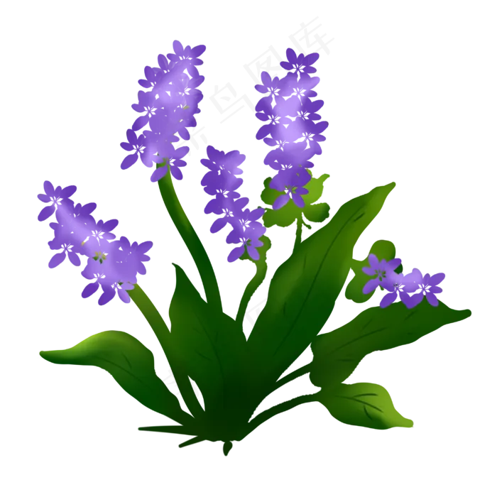 紫色薰衣草手绘装饰图案,免抠元素(3000X3000(DPI:299))psd模版下载