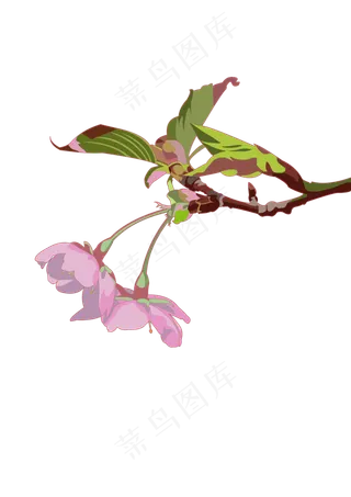 春分樱花免扣元素,免抠元素