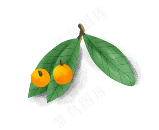 手绘夏季水果枇杷