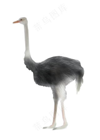 卡通手绘中国风水彩鸵鸟免抠png