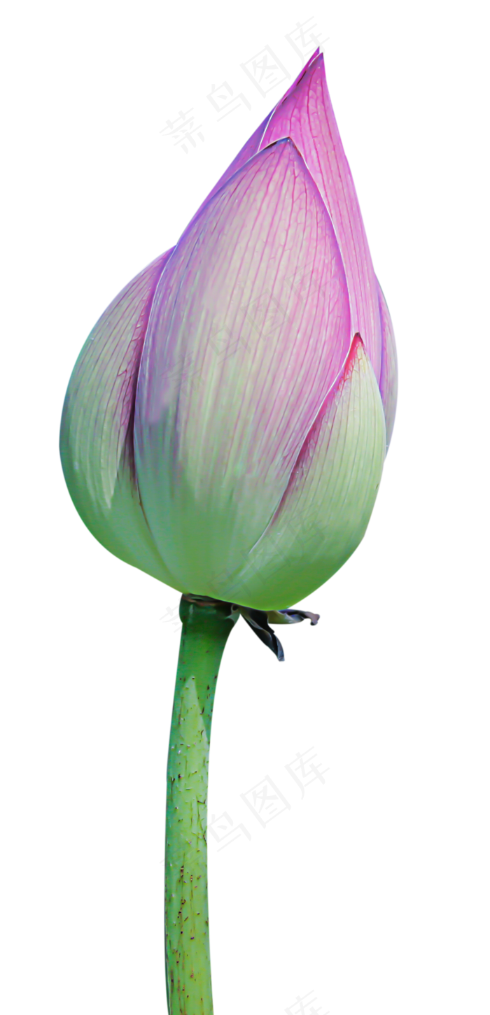 荷花花苞(1401X2904(DPI:72))psd模版下载