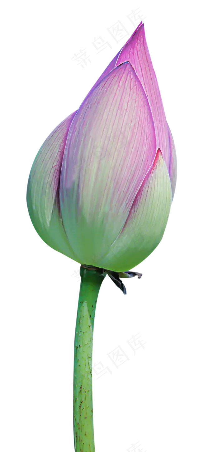 荷花花苞(1401X2904(DPI:72))psd模版下载