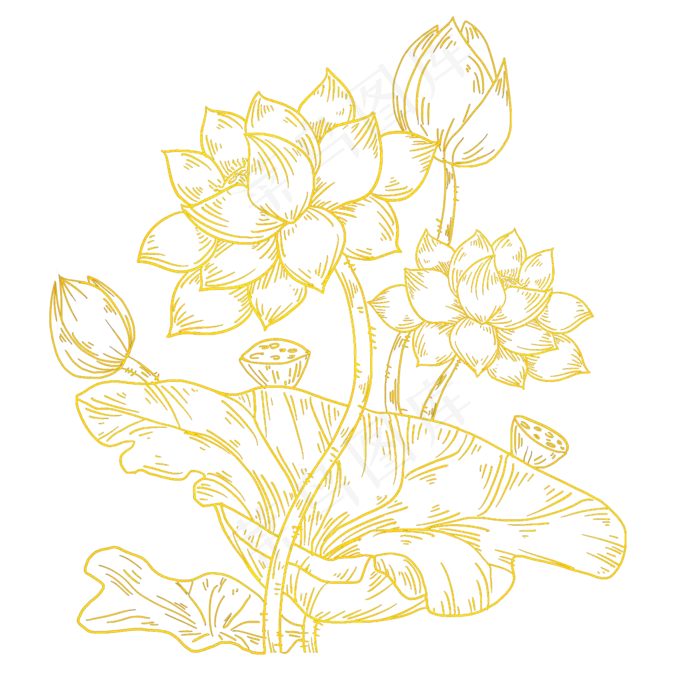 金粉烫金荷花线条免抠(2000X2000(DPI:300))psd模版下载