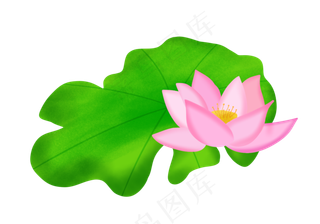 黄色花蕊荷花插图