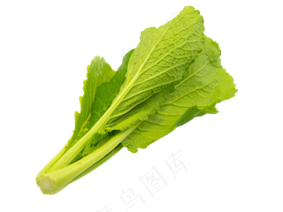 小白菜油菜,免抠元素
