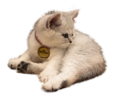 一只灰白色美短幼猫,免抠元素