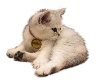 一只灰白色美短幼猫,免抠元素