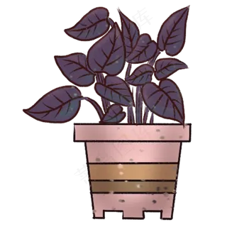 香草紫苏小盆栽免扣图