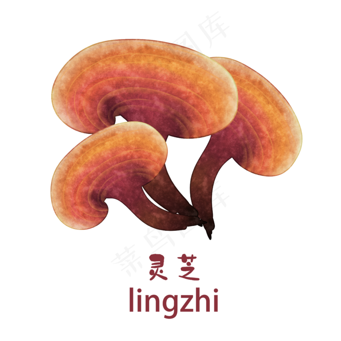 手绘彩色中药灵芝装饰画,免抠元素(2362*2362px 300 dpi )psd模版下载