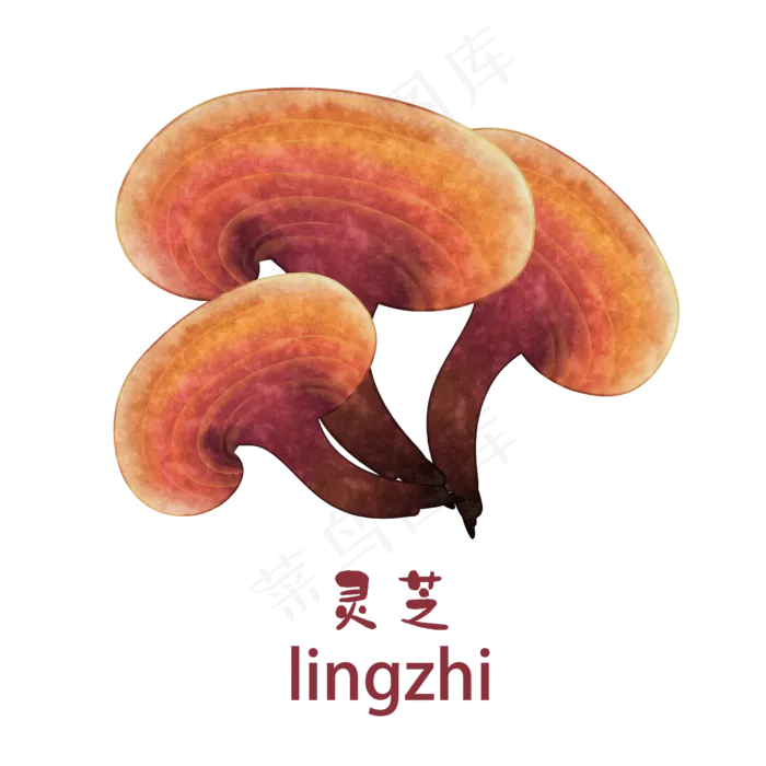 手绘彩色中药灵芝装饰画,免抠元素(2362*2362px 300 dpi )psd模版下载