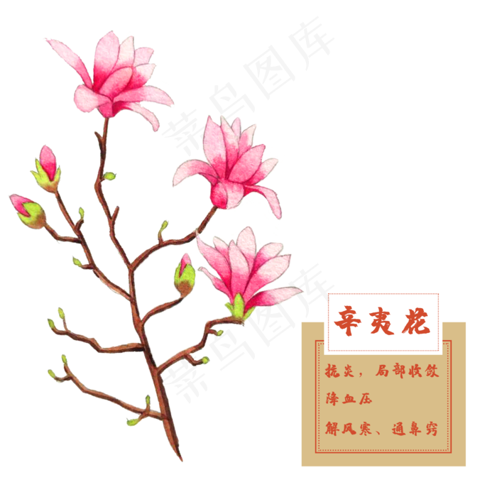 辛夷花紫玉兰花类中草药水彩花卉