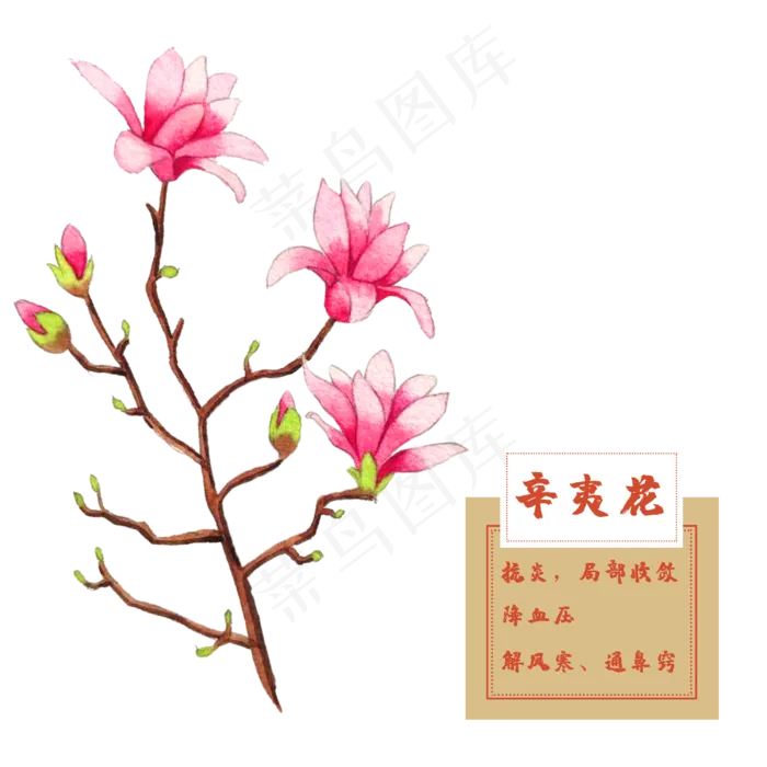 辛夷花紫玉兰花类中草药水彩花卉(2500X2500(DPI:300))psd模版下载