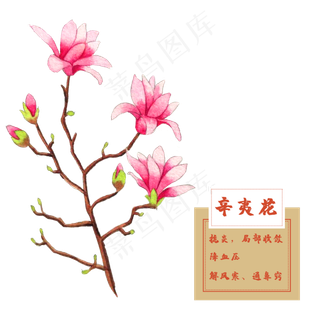 辛夷花紫玉兰花类中草药水彩花卉