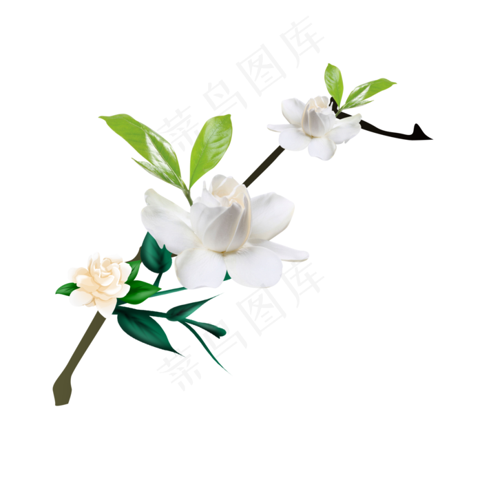 漂亮茉莉花花朵,免抠元素
