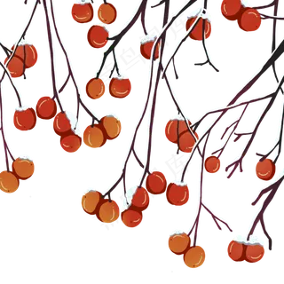 初冬雪花果实柿子美食