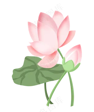手绘荷花花苞