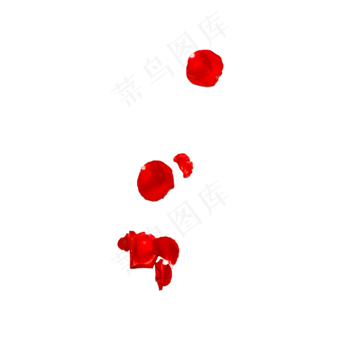 玫瑰花瓣实拍（png免抠）