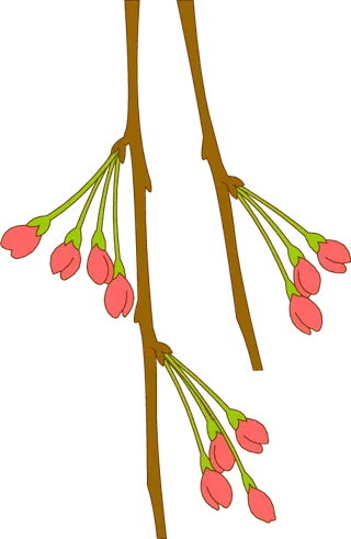 垂枝樱花花苞免抠图
