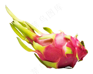 热带水果火龙果