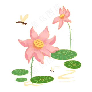 二十四节气池塘里的荷花荷叶和蜻