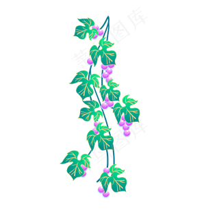 绿叶紫色葡萄藤